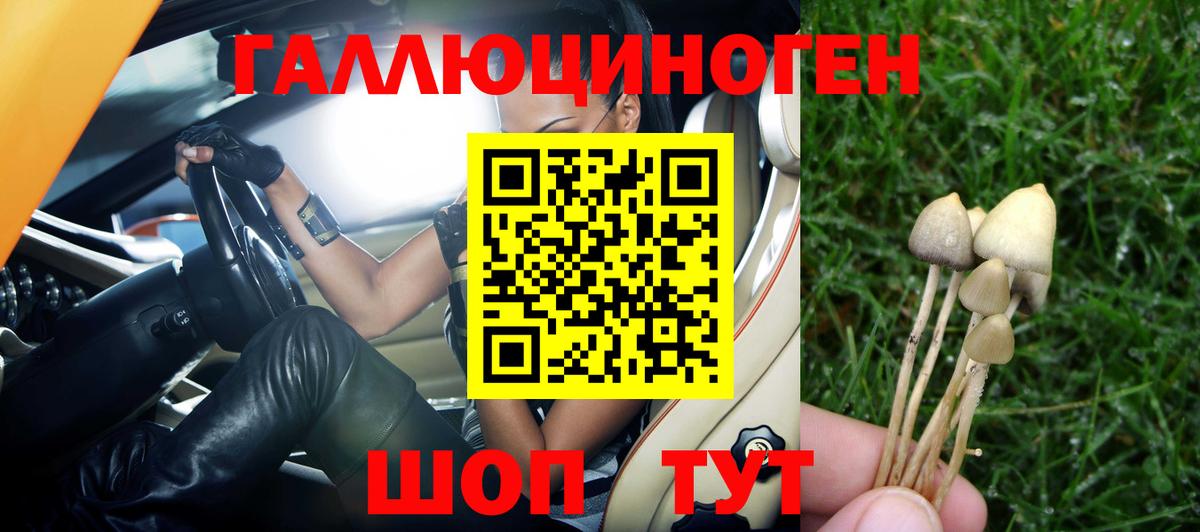 Псилоцибиновые грибы Psilocybe Луга